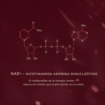 Sérum NAD+ Reafirmante — beneficio 5