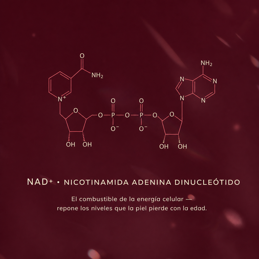 Sérum NAD+ Reafirmante — beneficio 5